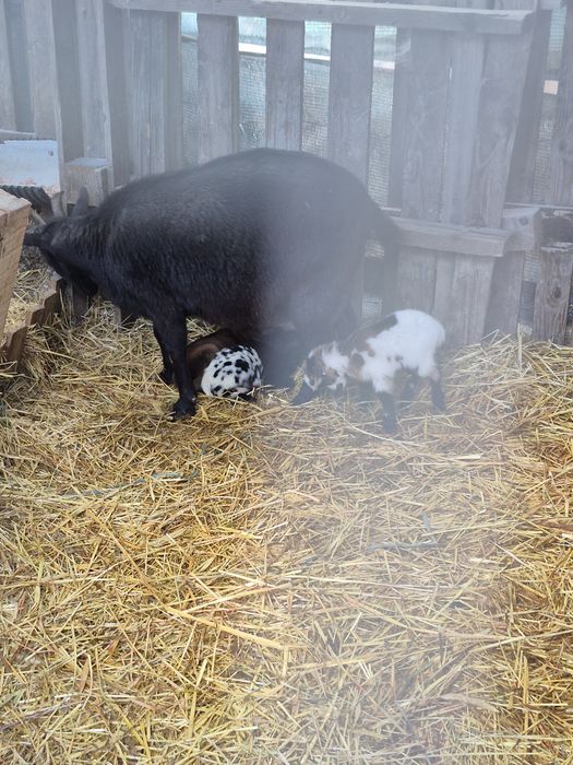 Cabrito anão,  perfeito corta relvas