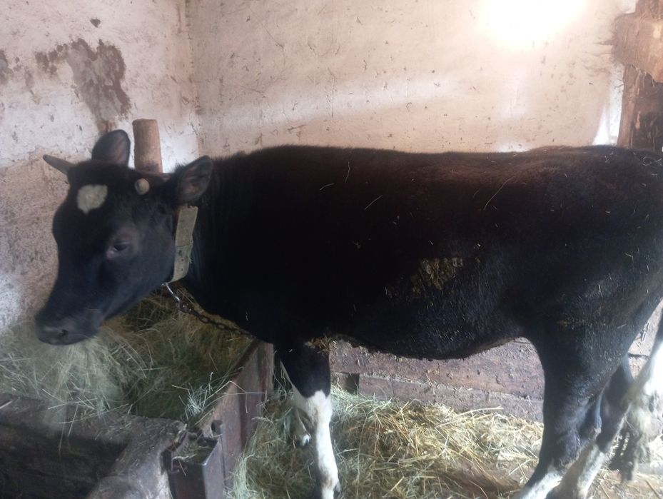 Продам телицю на утримання