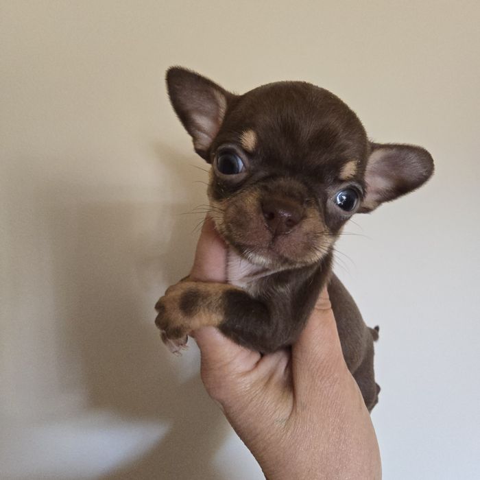 Chihuahua  suczka czekoladowa mini kruszynka