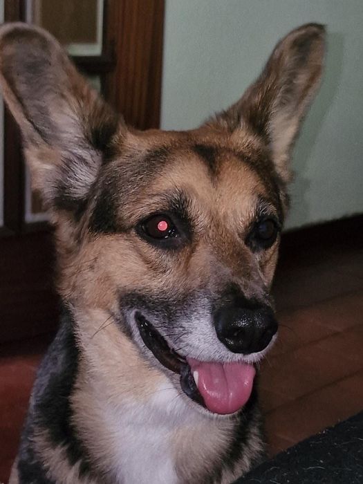 Cadela para adoção