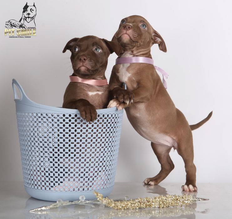 Лучшая девочка Американского Питбультерьера.Питбуль