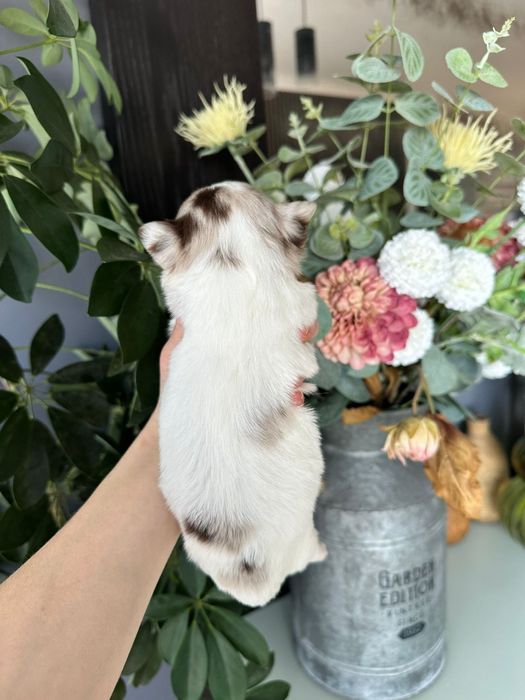 Chihuahua branco e merle menino pêlo longo.  Olhos verdes.