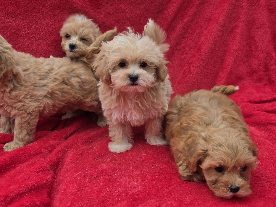 Maltipoo  z metryką