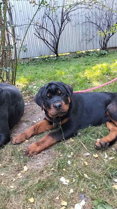 Ротвейлер, цуценята.