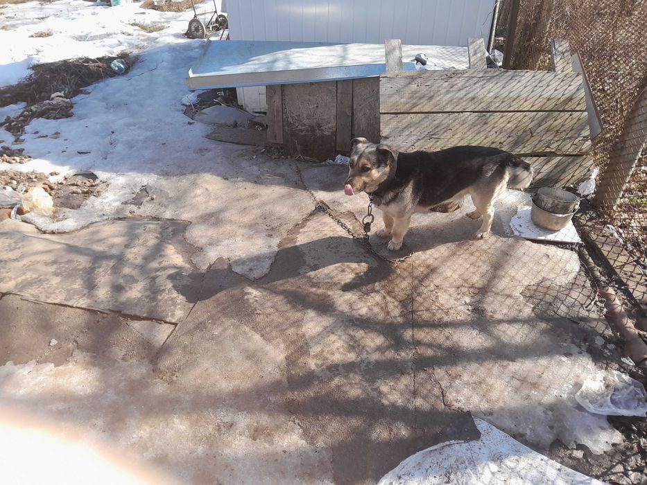 Віддам дворового собаку