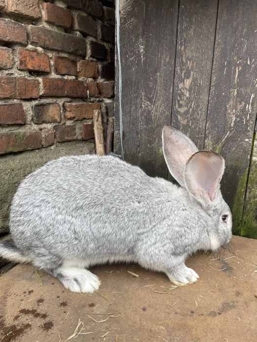 Króliki  Belgijskie