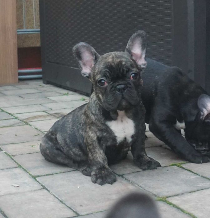 tygrysek suczka buldog francuski