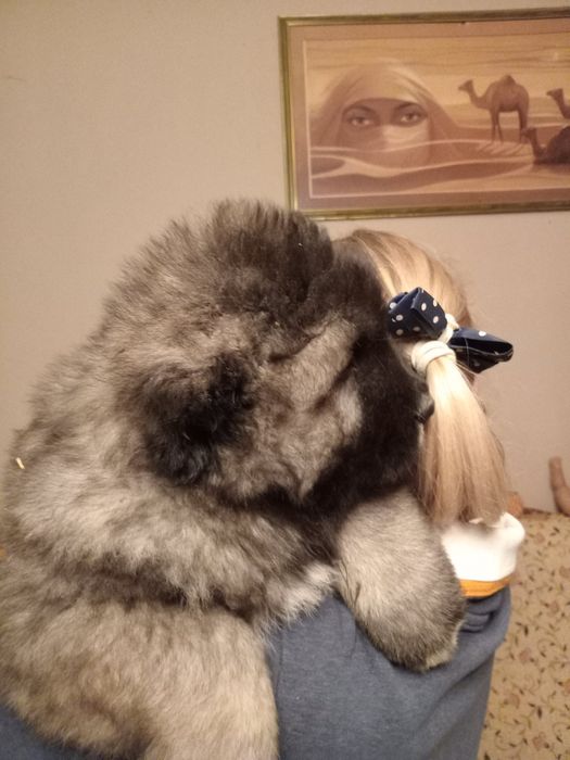 Цуценята кавказької вівчарки