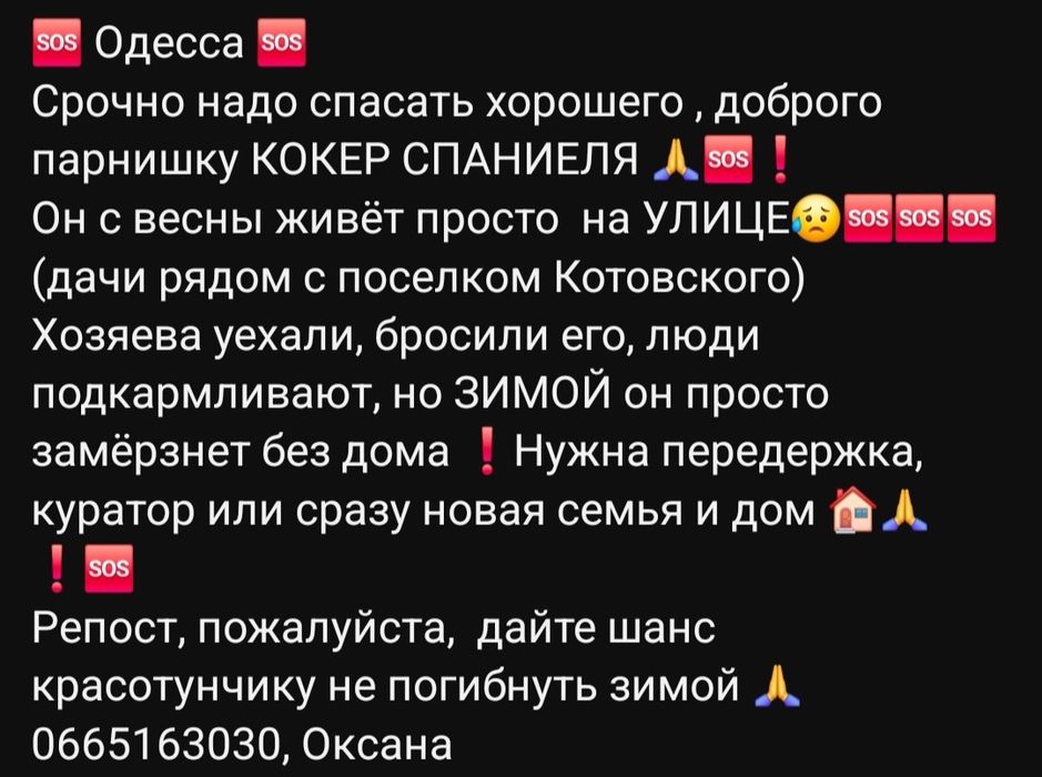 Отдам даром в добрые руки собачку породы Кокер спаниель