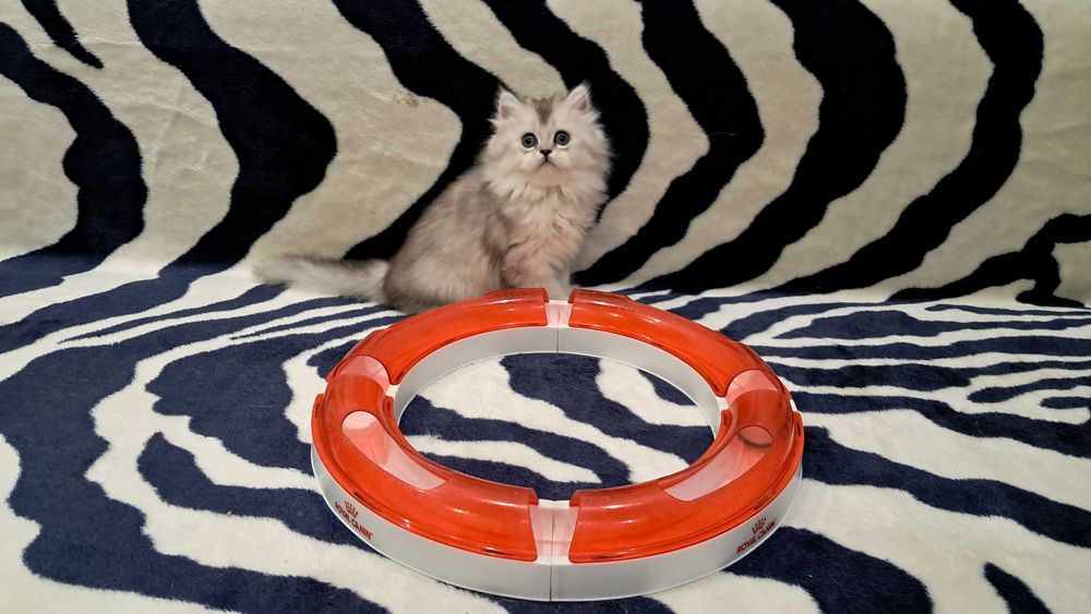 Котёнок в доме - это маленькое пушистое чудо!