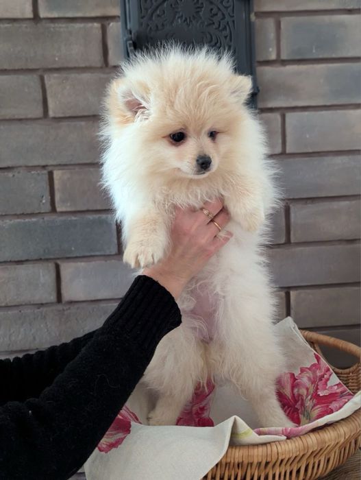 Дівчинка шпіц. Померанський шпіц.