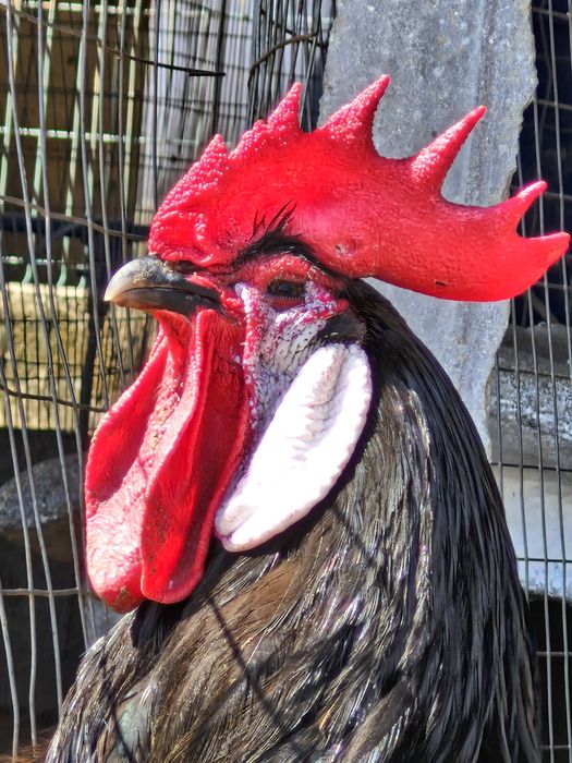 Galinhas cara de palhaço