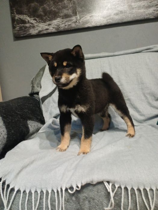 Shiba inu-Gotowy do odbioru