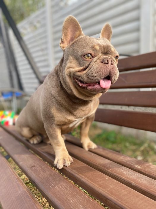 Французький бульдог вʼязка