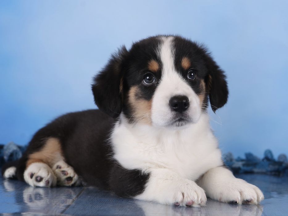 Хлопчик коргі кардиган , неймовірний красунчик