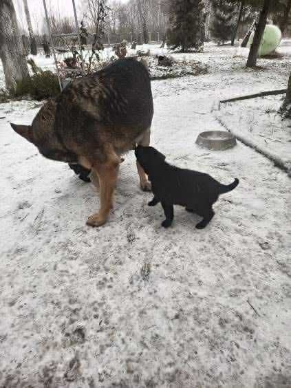Maluchy gotowe do nowych domów. Pokochaj na zawsze
