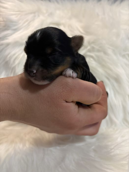 Do Rezerwacji Panda Yorkshire Terier Biewer