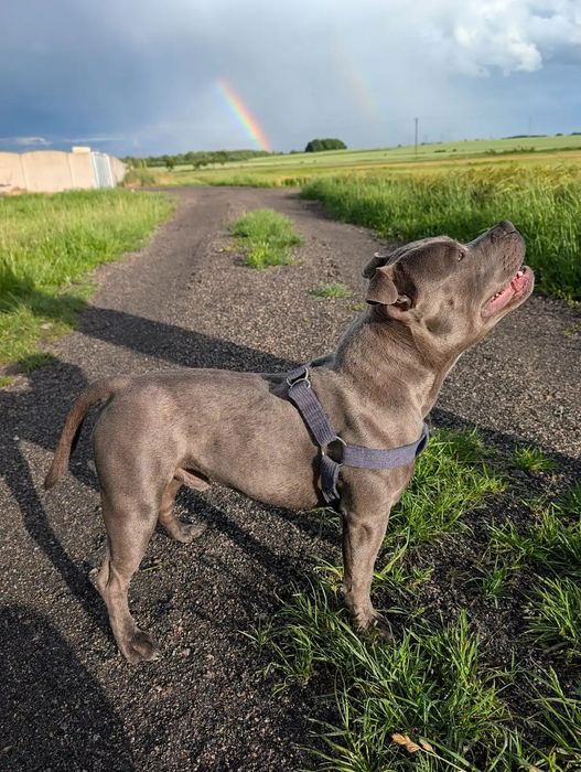Staffordshire Bull Terrier -stafik-reproduktor-oferta krycia