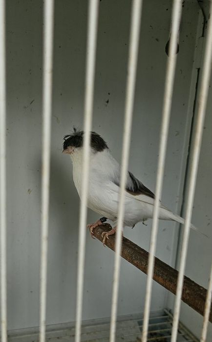 Canaria Gloster de 2025