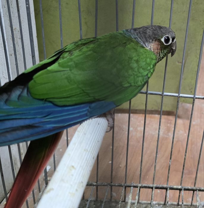 Pyrrhuras casal pronto a criar