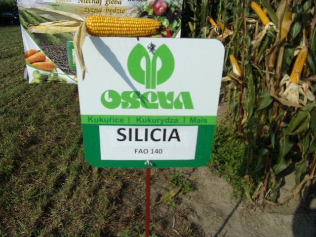 Kukurydza Siliciana C1 FAO 130 Na opóźniony siew 80 tyś nasion