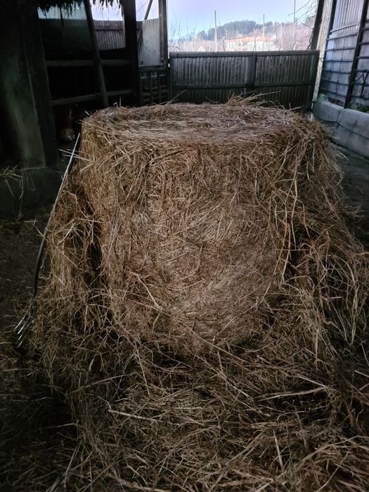 Vendo Rolos de Palha de Azevém e Aveia