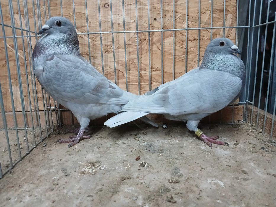 młode późniejsze gołębie pocztowe