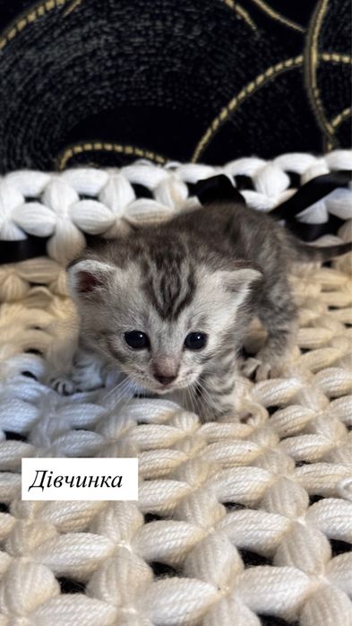 Кошеняток можна бронювати