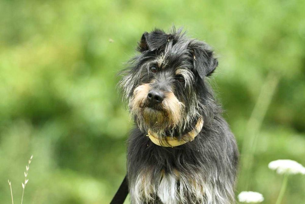 Boluś szuka domu, pies, mały