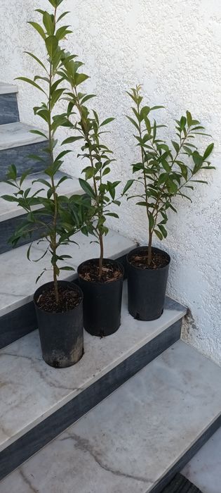Cereja do rio Grande de vários tamanhos e preços