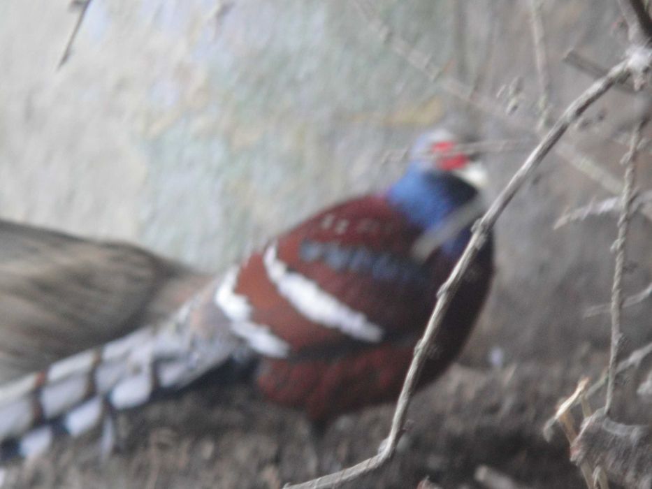 Bażanty humeo para trzyletnia