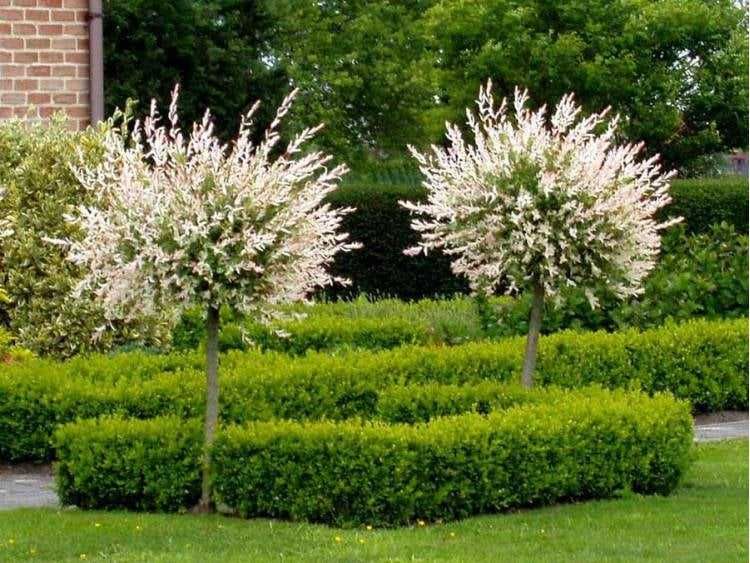 Wierzba Hakuro Iwa Wierzby