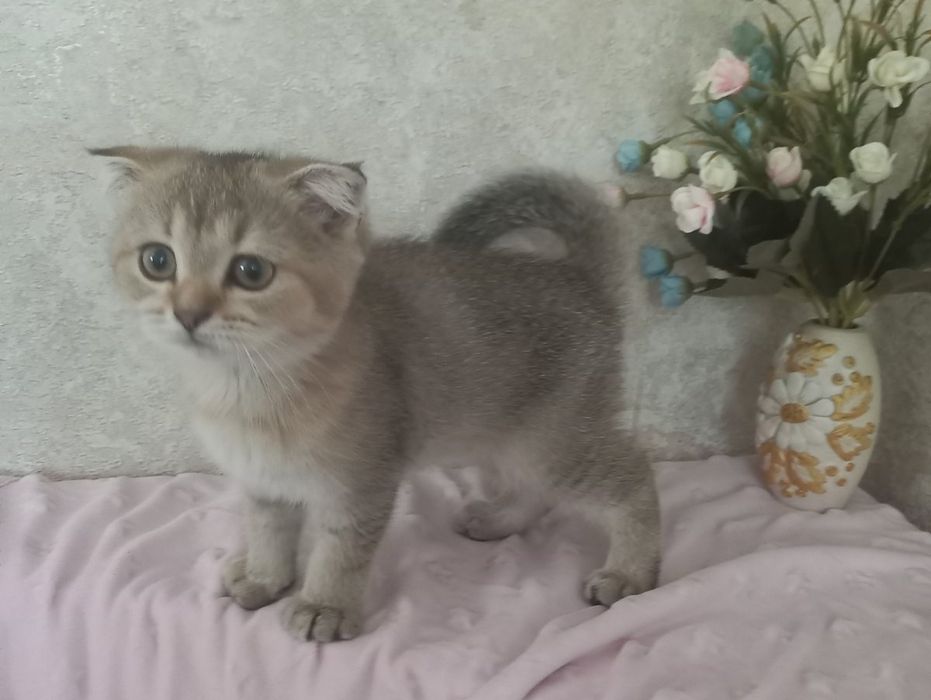 Шикарна голуба шиншила