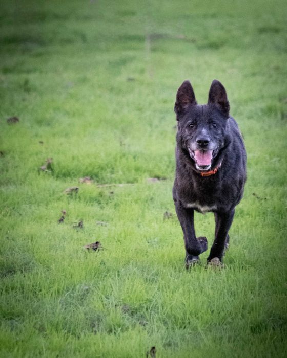 Mickey Para Adoção