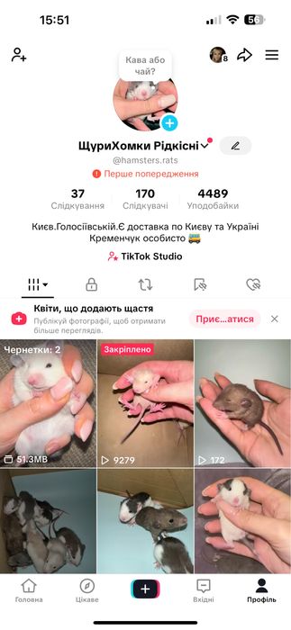 Хомяк хомячки Ангорки Терміново не кусають  Не джунгарики хоʼмяк Сатин