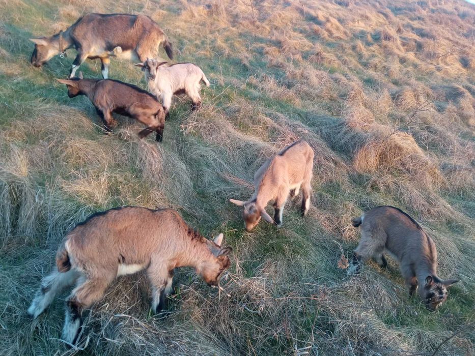 Козенята,коза, альпійські...