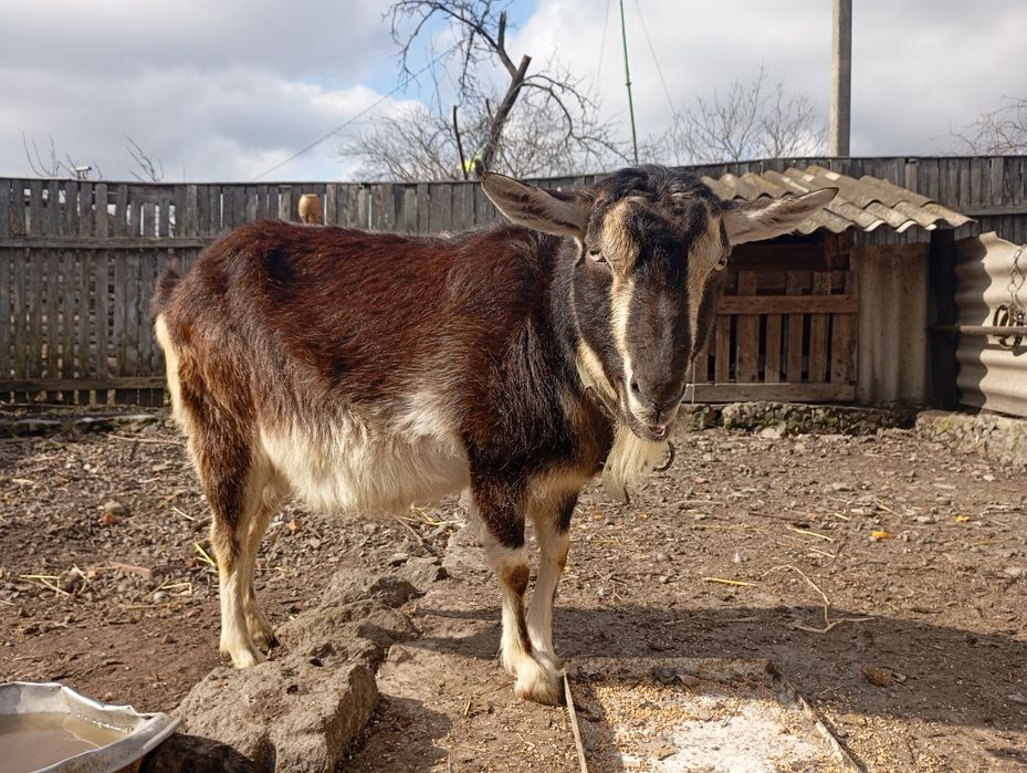 Продам коз , разные
