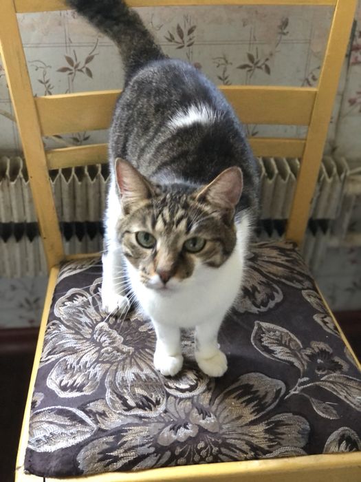 Котик 3 года бесплатно