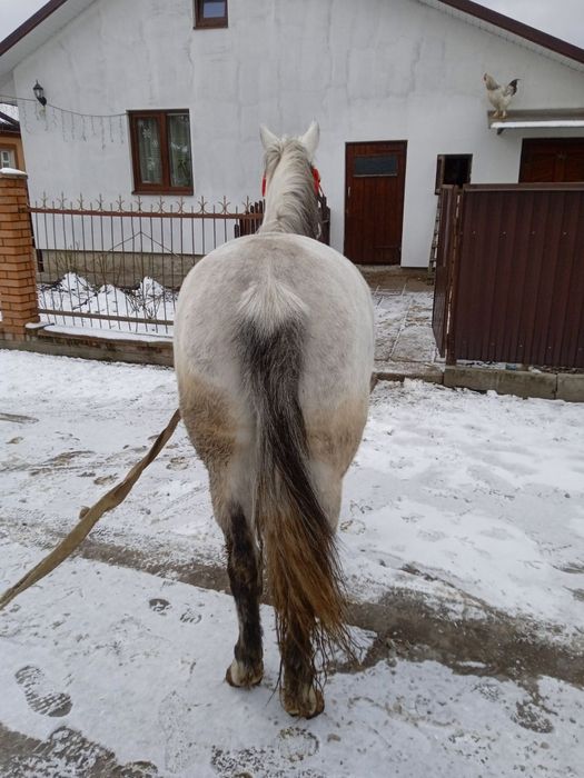 Продається кобила!