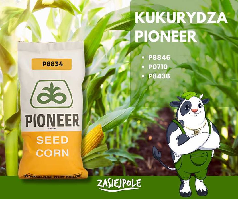 Kukurydza C1 Pioneer, kukurydza na ziarno, na kiszonkę, 50 tys.nasion.