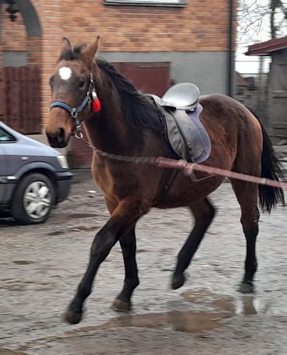 Sprzedam lub zamienię klacz koń