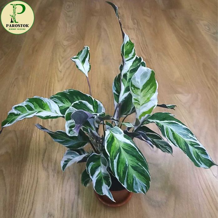 Калатея. Ф’южн Єлоу. Розеопікта Принцеса Джессі. Ф’южн Вайт.