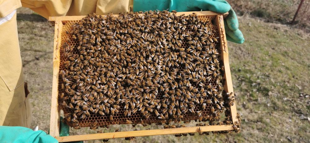 Pszczoły, Silne rodziny pszczele Krainka ramka wielk/warsz. odkłady