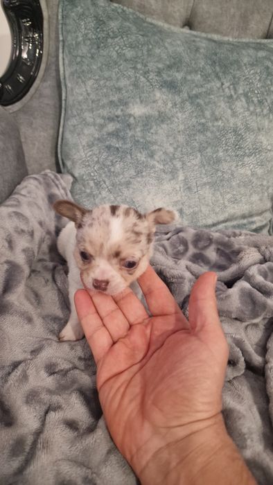 Chihuahua top top