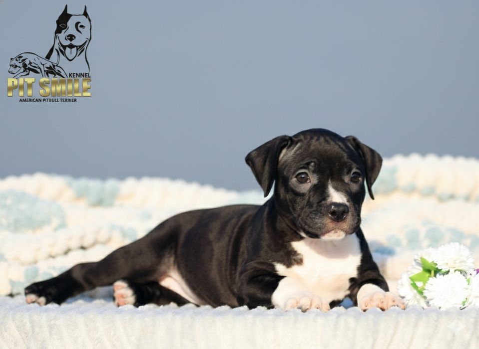 Ніжна красуня Американського Пітбультер'єра.Пітбулі