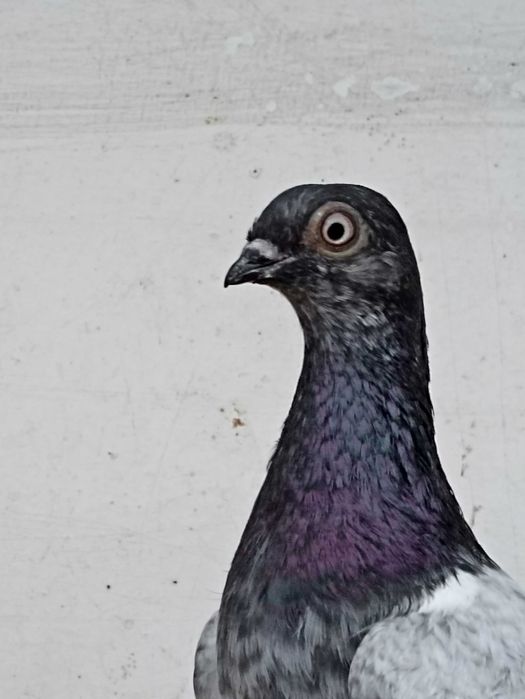 Sprzedam deresze deresz