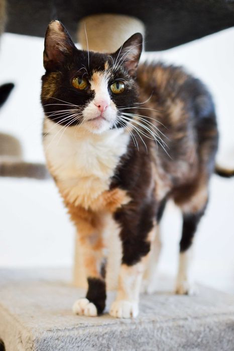 Wiktoria - spokojna, 6 letnia kotka do adopcji!