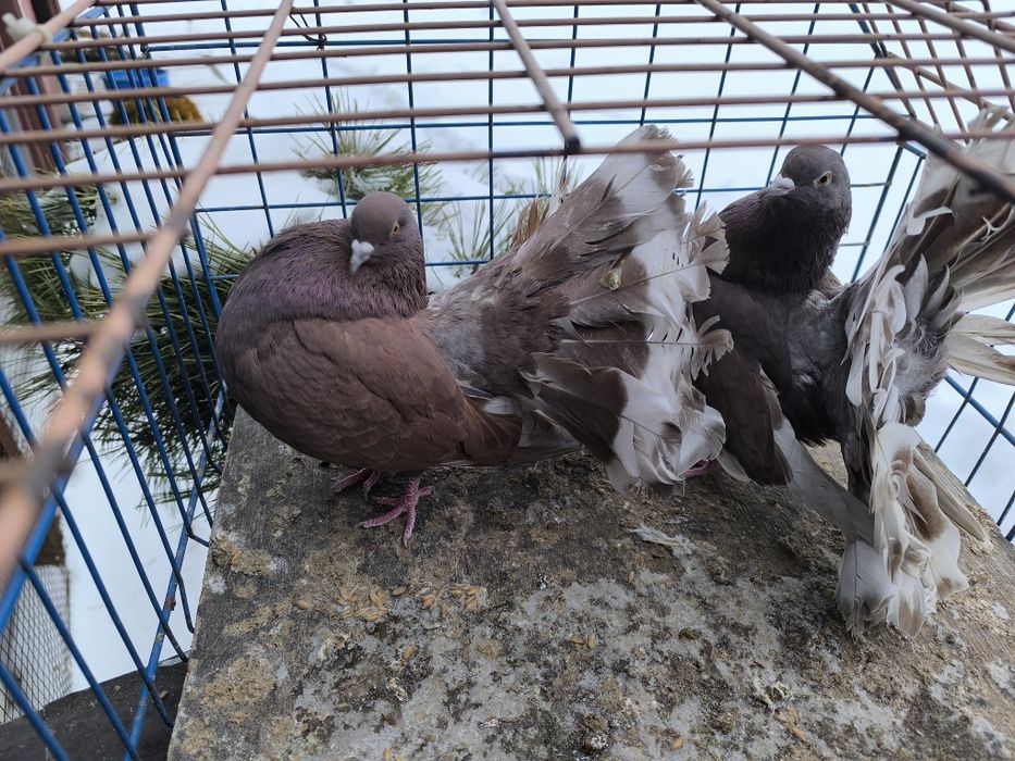 Pawiki na lencie czerwone