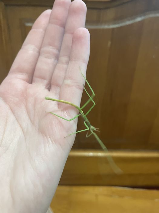 Палочники підлітки