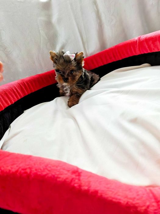 York suczka yorkshire terrier miniaturka xxs unikatowa suczka merle